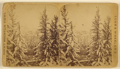 [Havas fák, Leadville, Colorado] alkotó: Wellington O. Luke and Dansford Noble Wheeler