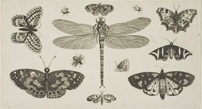 Egy szitakötő, katicabogarak és pillangók, a Diversae Insectorum... Figurae című kötetből. alkotó: Wenceslaus Hollar