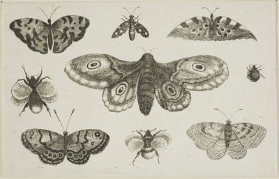 Egy lepke, lepkék és méhek alkotó: Wenceslaus Hollar