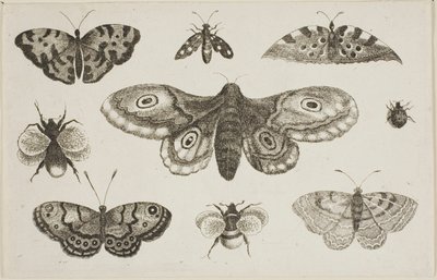 Egy lepke, lepkék és méhek alkotó: Wenceslaus Hollar