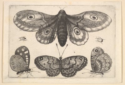 Egy lepke, három pillangó és két bogár, 1646. alkotó: Wenceslaus Hollar