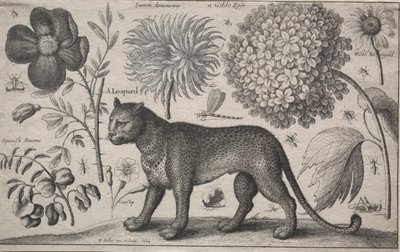 Állatok és növények: Leopárd növényekkel és rovarokkal alkotó: Wenceslaus Hollar