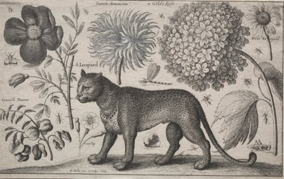 Állatok és növények: Leopárd növényekkel és rovarokkal, 1662. alkotó: Wenceslaus Hollar