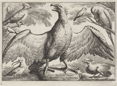 Sas Különböző madarak (sorozat címe) alkotó: Wenceslaus Hollar