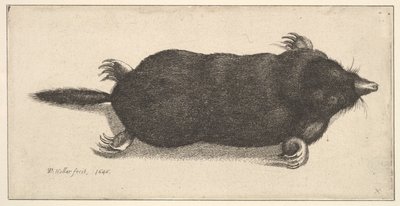Döglött vakond, 1646. alkotó: Wenceslaus Hollar