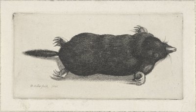 döglött anyajegy alkotó: Wenceslaus Hollar
