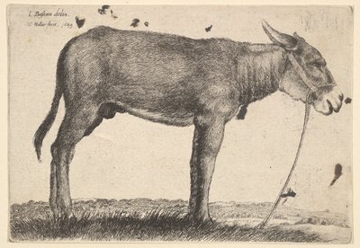 Szamár, 1649. alkotó: Wenceslaus Hollar
