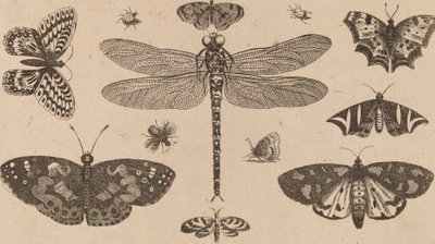 Szitakötő, katica és pillangó. alkotó: Wenceslaus Hollar