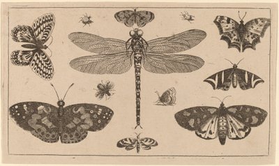 Szitakötő, katica és pillangó alkotó: Wenceslaus Hollar