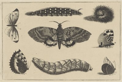 Három hernyó, egy lepke és négy pillangó Különféle rovarok (sorozat címe) Diversae Insectorum (sorozat címe) alkotó: Wenceslaus Hollar