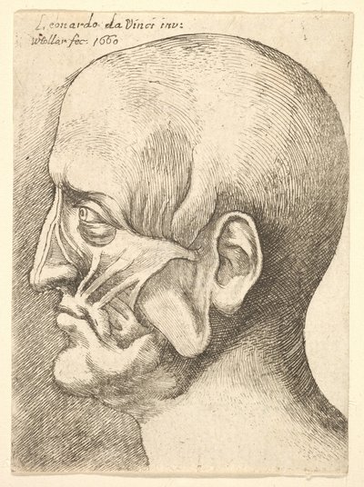 Ecorche férfi feje profilban balra, 1660. alkotó: Wenceslaus Hollar