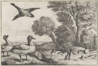 kacsák Diversae avium fajok (sorozat címe) Különböző madarak (sorozat címe) alkotó: Wenceslaus Hollar