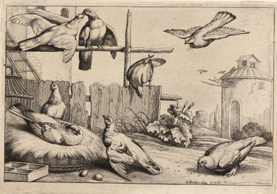 Nyolc galamb. 1. állapot alkotó: Wenceslaus Hollar
