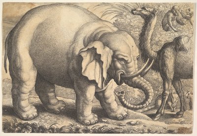 Elefánt és teve, 17. század. alkotó: Wenceslaus Hollar