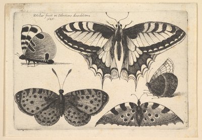 Öt pillangó, 1646. alkotó: Wenceslaus Hollar