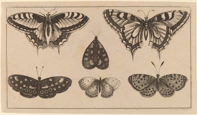 Öt pillangó és egy lepke alkotó: Wenceslaus Hollar