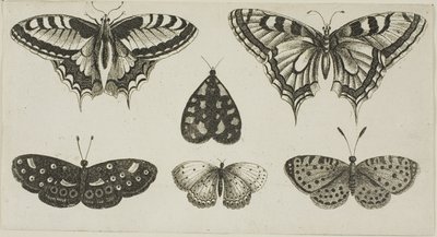 Öt pillangó és egy lepke alkotó: Wenceslaus Hollar
