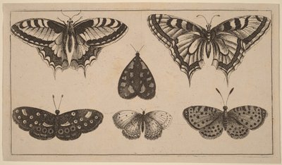 Öt lepke és egy moly alkotó: Wenceslaus Hollar