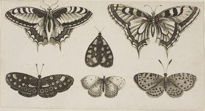 Öt pillangó és egy lepke alkotó: Wenceslaus Hollar