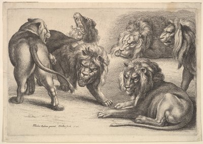 Öt oroszlán és egy oroszlán, 1646. alkotó: Wenceslaus Hollar