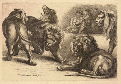 Öt oroszlán és egy oroszlán, Rubens után alkotó: Wenceslaus Hollar