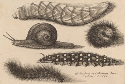 Négy hernyó és egy csiga, 1646. alkotó: Wenceslaus Hollar