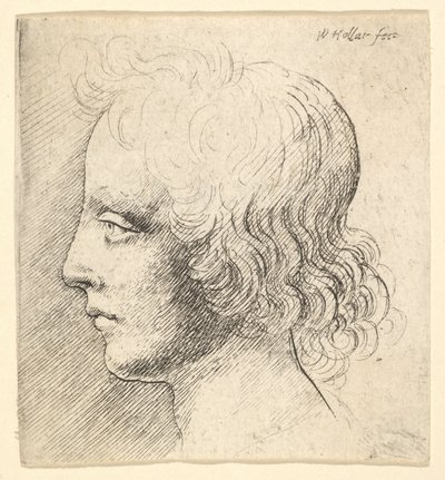 Fiatal férfi feje alkotó: Wenceslaus Hollar