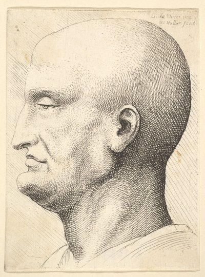 Egy kopasz férfi feje profilban balra, 1644-52. alkotó: Wenceslaus Hollar
