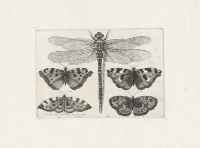 Szitakötő és négy pillangó alkotó: Wenceslaus Hollar
