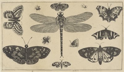 Szitakötő, katicabogarak és pillangók Különféle rovarok (sorozat címe) Diversae Insectorum (sorozat címe) alkotó: Wenceslaus Hollar
