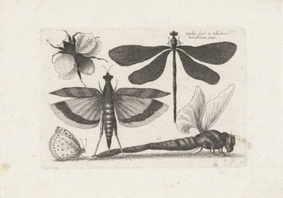Szitakötők, pillangó és egy darázs Rovarok (sorozat címe) Muscarum Scarabeorum (sorozat címe) alkotó: Wenceslaus Hollar