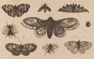 Lepkék, lepkék és méhek. alkotó: Wenceslaus Hollar