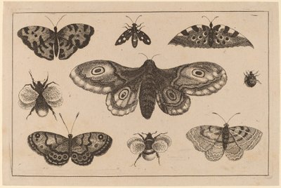 Lepkék, lepkék és méhek alkotó: Wenceslaus Hollar