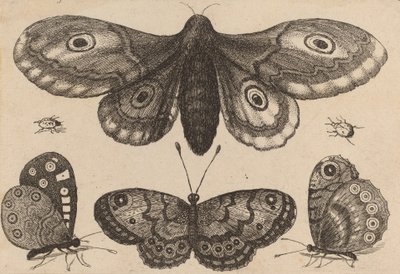 Moly, három pillangó és két bogár, 1646. alkotó: Wenceslaus Hollar