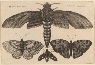 Moly és három pillangó alkotó: Wenceslaus Hollar