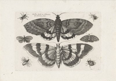 Molyok és apró rovarok Rovarok (sorozat címe) Muscarum Scarabeorum (sorozat címe) alkotó: Wenceslaus Hollar