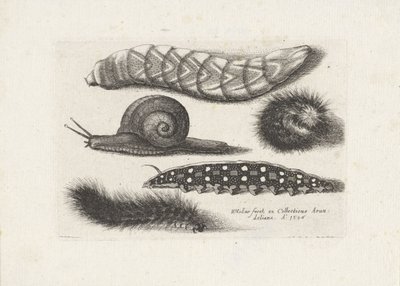 Hernyók és egy csiga Rovarok (sorozat címe) Muscarum Scarabeorum (sorozat címe) alkotó: Wenceslaus Hollar