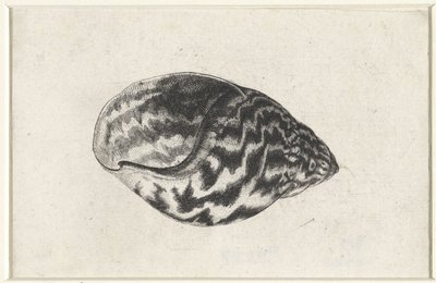 Shell, achatina achatina Shells (sorozat címe) alkotó: Wenceslaus Hollar