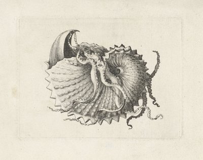 Shell, argonauta nodosa Shells (sorozat címe) alkotó: Wenceslaus Hollar