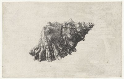Kagyló, bursa rubeta Shells (sorozat címe) alkotó: Wenceslaus Hollar