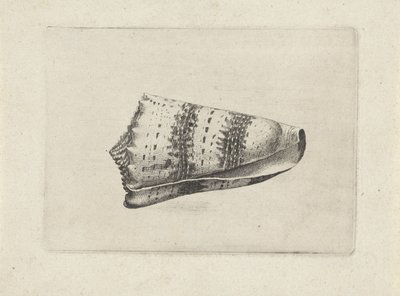 Shell, conus imperialis Shells (sorozat címe) alkotó: Wenceslaus Hollar