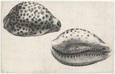Kagyló, cypraea tigris Shells (sorozat címe) alkotó: Wenceslaus Hollar