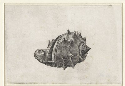 Shell, melongena melongena Shells (sorozat címe) alkotó: Wenceslaus Hollar