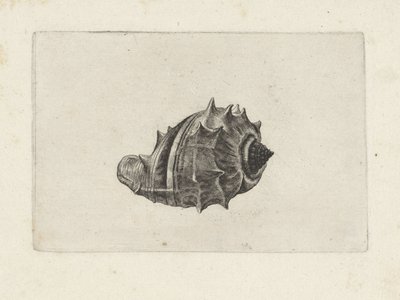 Shell, melongena melongena Shells (sorozat címe) alkotó: Wenceslaus Hollar