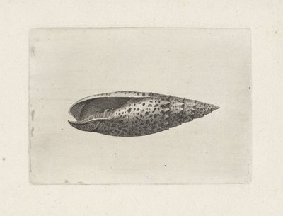 Shell, mitra papalis Shells (sorozat címe) alkotó: Wenceslaus Hollar