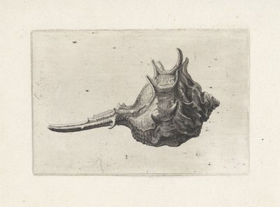 Shell, murex brevispina Shells (sorozat címe) alkotó: Wenceslaus Hollar