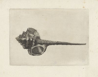 Kagyló, murex haustellum Shells (sorozat címe) alkotó: Wenceslaus Hollar