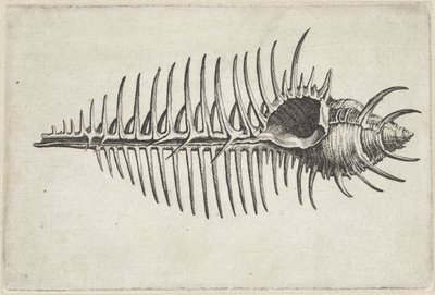Kagyló, murex pecten Shells (sorozat címe) alkotó: Wenceslaus Hollar