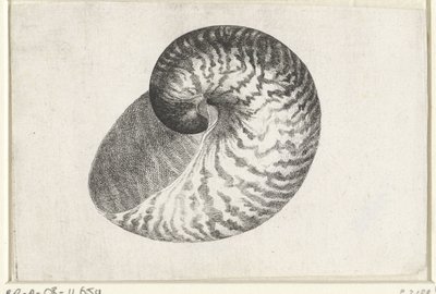 Shell, nautilus pompilius Shells (sorozat címe) alkotó: Wenceslaus Hollar
