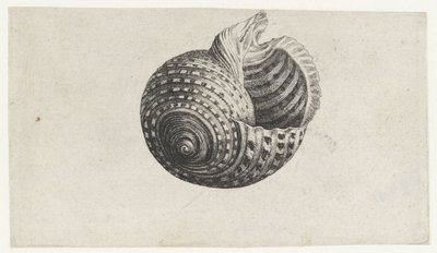 Shell, tonna dolium Shells (sorozat címe) alkotó: Wenceslaus Hollar